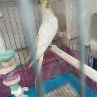 عروس هلندی بالغ|پرنده|تهران, شارق|دیوار