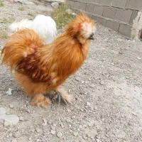 خروس زینتی (خومه زار)