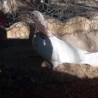 کفتر فروشی|پرنده|رزن, |دیوار