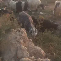 ۱۸ عدد بز|حیوانات مزرعه|شادگان, |دیوار