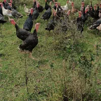 بقلمون|حیوانات مزرعه|سیاهکل, |دیوار