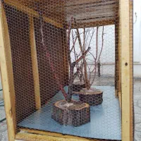 قفس چوبی زیبا|لوازم جانبی حیوانات|شهرضا, |دیوار