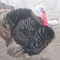 بوقلمون‌‌وخروس‌لاری