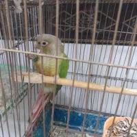 گرینچیک نر|پرنده|مشهد, مهدی آباد|دیوار