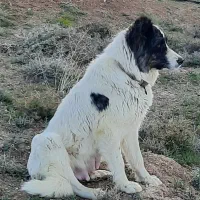 سگ گله|سگ|چادگان, |دیوار