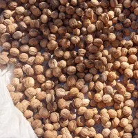 گردو|خوردنی و آشامیدنی|قوچان, |دیوار