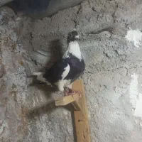 نر و ماده سوز و پلنگ سوز و ماده پلنگ سیاه|پرنده|کازرون, |دیوار