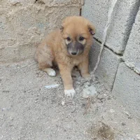 توله سگ سرابی