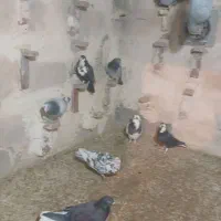 کفتر|پرنده|کرمان, |دیوار