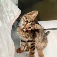 بچه گربه خانگی ملوس و اروم
