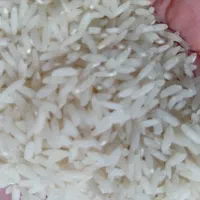 فروش بهنام کشت دوم|خوردنی و آشامیدنی|قائم‌شهر, |دیوار