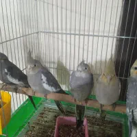طوطی عروس هلندی