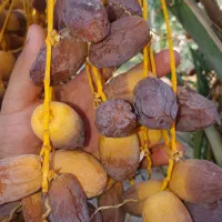 نهال های خرما