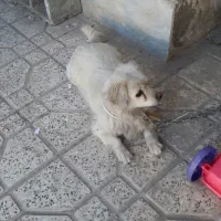 سگ خوشگل وحرف گوش کن بسیارباهوش