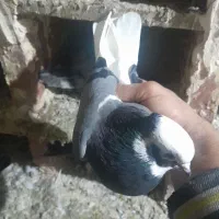 شازده سبز|پرنده|مراغه, |دیوار