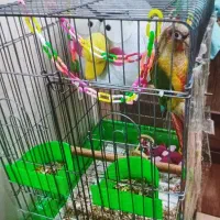 طوطی|پرنده|تهران, دهقان|دیوار