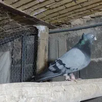 کبوتر سبز شهرضا|پرنده|شهرضا, |دیوار