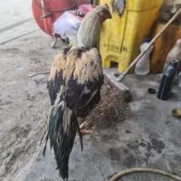 خروی لاری سالم وجوان|حیوانات مزرعه|مشهد, پنجتن|دیوار