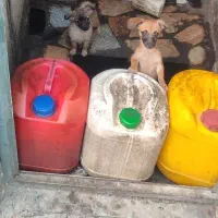 سگ پاکوتاه