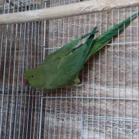 طوطی ملنگو ماده|پرنده|رودهن, |دیوار