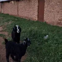 ۱راس بززاییده