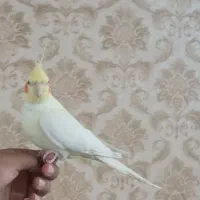 عروس علندی ماده ه بالغ و مست