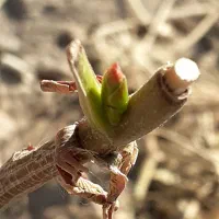 خدمات کشاورزی داریوش|خدمات باغبانی و درختکاری|گوگان, |دیوار