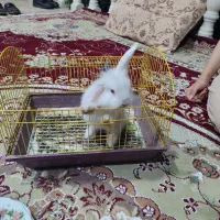 خرگوش|موش و خرگوش|اصفهان, میرعماد|دیوار