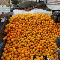 پرتقال تازه چیده شده ۴۵ تومان|خوردنی و آشامیدنی|مشهد, شهرک رازی (شهرک غرب)|دیوار