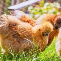 مرغ و خروس ابریشمی