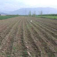اجاره زمین کشاورزی. شش نی و نصف