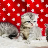 فرشته کوچولو (گربه های پشمالو)