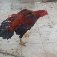 خروس لاری|حیوانات مزرعه|خمینیشهر, |دیوار