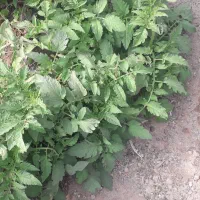 قلمه گوجه|خدمات باغبانی و درختکاری|کرباسک, |دیوار