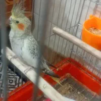 فروش عروس هلندی و کوتوله برزیلی|پرنده|لامرد, |دیوار