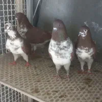 فروش  چند جفت کبوتر به ظمانت
