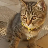 بچه‌گربه ماده ۳ ماهه
