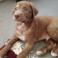 توله نر دو ماهه پیتبول امریکن