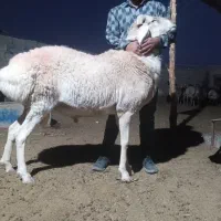 شیشک قوچ چینی درشت و هیکل