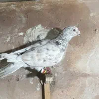 کفتر پلاکی زد خوردی|پرنده|شیراز, شهرک قمشه|دیوار