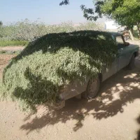 یونجه تازه برش روز