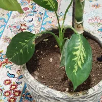 گل دیفن|گل و گیاه طبیعی|زرنه, |دیوار