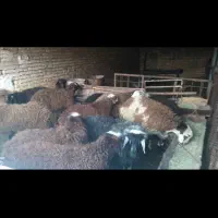 بره افشاری نر ۵۵ کیلو|حیوانات مزرعه|چادگان, |دیوار