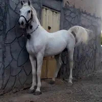 اسب سفید مجلسی