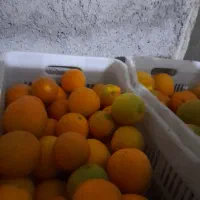 فروش پرتقال تامسون|حراج|مرزیکلا, |دیوار