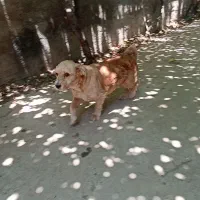 سگ پاکوتاه