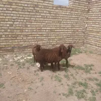 بره ماده قزل افشار