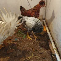 مرغ محلی