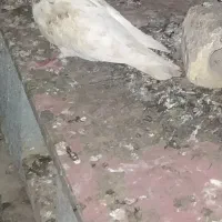 کبوتر فروشی