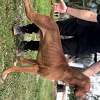 سگ شکاری پوینتر نر